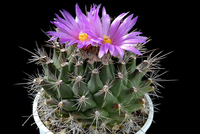 Thelocactus Buekii D. 13 € 15.00.jpg